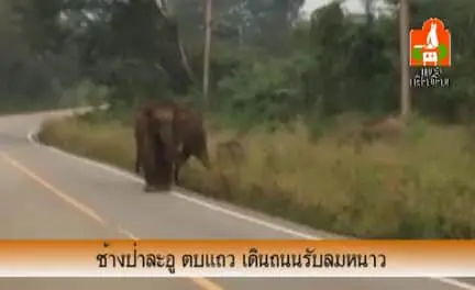 ช้างป่าละอู ตบแถว เดินถนนรับลมหนาว