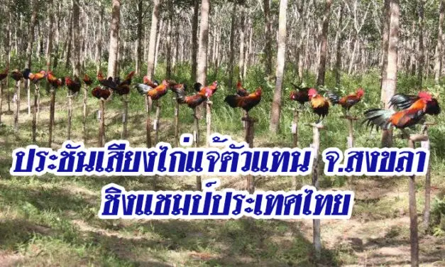 ประชันเสียงไก่แจ้ตัวแทน จ.สงขลา ชิงแชมป์ประเทศไทย
