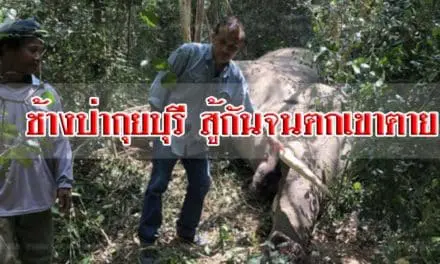 ช้างป่ากุยบุรี สู้กันจนตกเขาตาย พบถูกงาแทงเข้าคอ