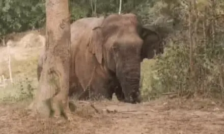 ช้างป่าทับลานบาดเจ็บ