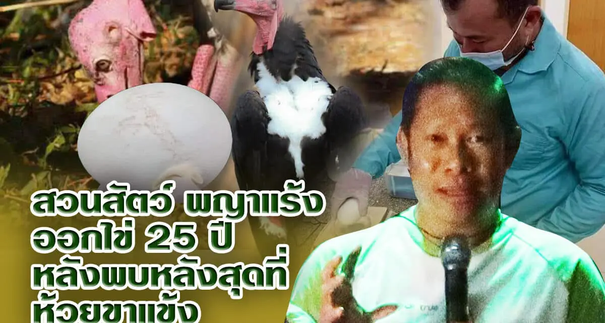 พญาแร้งออกไข่ในกรงเลี้ยงสวนสัตว์โคราชในรอบ 25 ปี ที่พญาแร้งของไทยออกไข่สำเร็จ