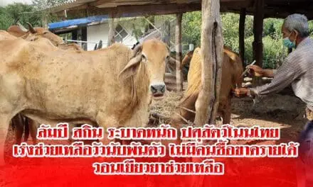 ลัมปี สกิน ระบาดหนัก ปศุสัตว์โนนไทย  เร่งช่วยเหลือวัวนับพัน ไม่มีคนซื้อขาดรายได้หนัก