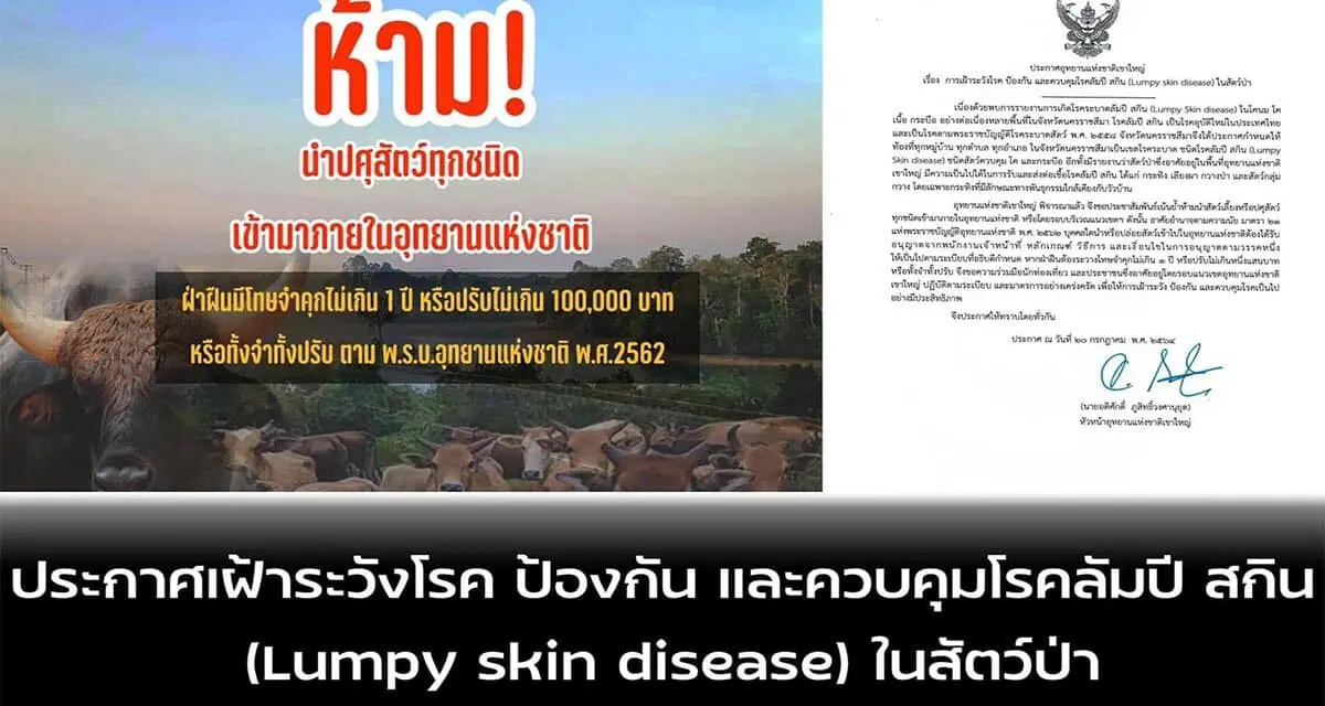 เขาใหญ่ ประกาศห้ามนำสัตว์เลี้ยงเข้าอุทยาน หวั่นลัมปี สกินระบาดสัตว์ป่า