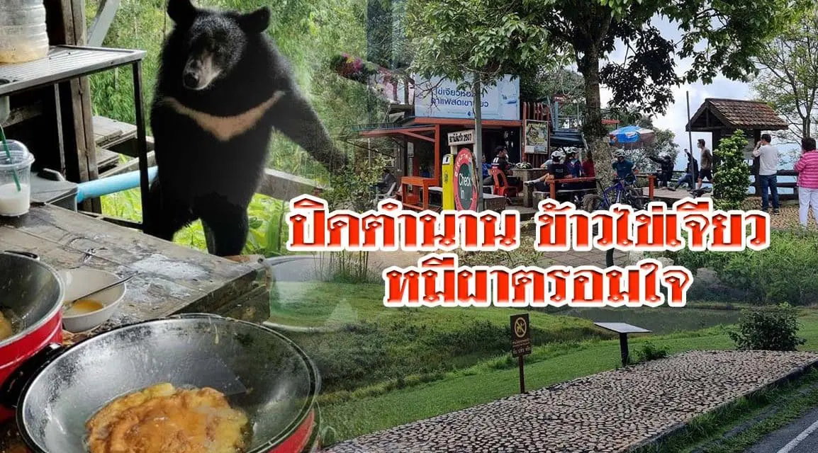 ปิดตำนาน ข้าวไข่เจียว หมีผาตรอมใจ