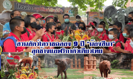 สวนสัตว์โคราชฉลอง 9 ปี “น้องสีมา” ลูกช้างแอฟริกาตัวเดียวไทย