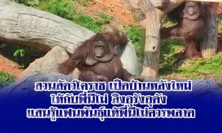 สวนสัตว์โคราช เปิดบ้านหลังใหม่ให้กับพี่นีโม่ ลิงอุรังอุตัง แสนรู้แฟนพันธุ์แท้พี่นีโม่ควรพลาด