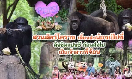 สวนสัตว์โคราชเตรียมส่งตัวเจ้าสาว น้องเป๊ปซี่ ลิงชิมแปนซี สุดสวย ให้กับพี่จ้อนลิงชิมแปนซีเจ้าบ่าว ดาวเด่นสวนสัตว์สงขลา เนื่องในโอกาส ครบรอบ 25 ปี