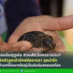 ต้อนรับฤดูฝน สวนสัตว์นครราชสีมา เปิดตัวลูกเต่ายักษ์อัลดาบรา สุดน่ารัก เต่าบกที่มีขนาดใหญ่เป็นอันดับสองของโลก