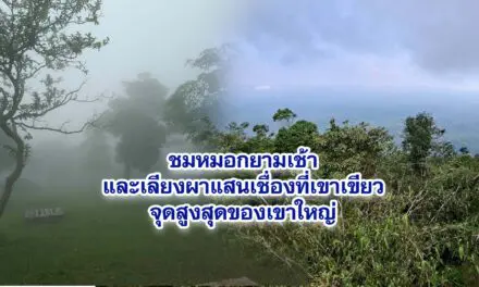 ชมหมอกยามเช้าและเลียงผาแสนเชื่องที่เขาเขียวจุดสูงสุดของเขาใหญ่