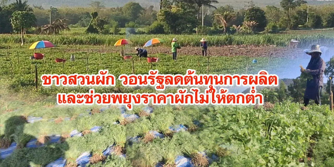 ชาวสวนผักวอนรัฐลดต้นทุนการผลิตและช่วยพยุงราคาผักไม่ให้ตกต่ำ