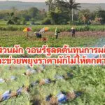 ชาวสวนผักวอนรัฐลดต้นทุนการผลิตและช่วยพยุงราคาผักไม่ให้ตกต่ำ