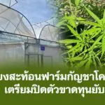 เสียงสะท้อนฟาร์มกัญชาโคราช เตรียมปิดตัวขาดทุนยับ