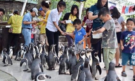สวนสัตว์เปิดเขาเขียว จ.ชลบุรี จัดกิจกรรมเฉลิมฉลองปีใหม่รับนักท่องเที่ยว