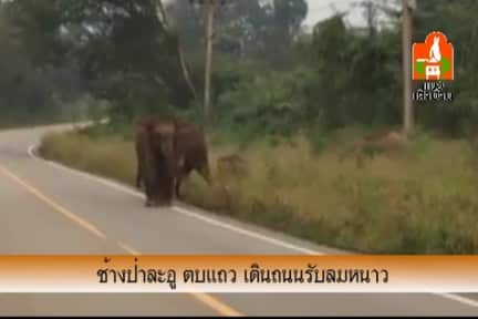 ช้างป่าละอู ตบแถว เดินถนนรับลมหนาว