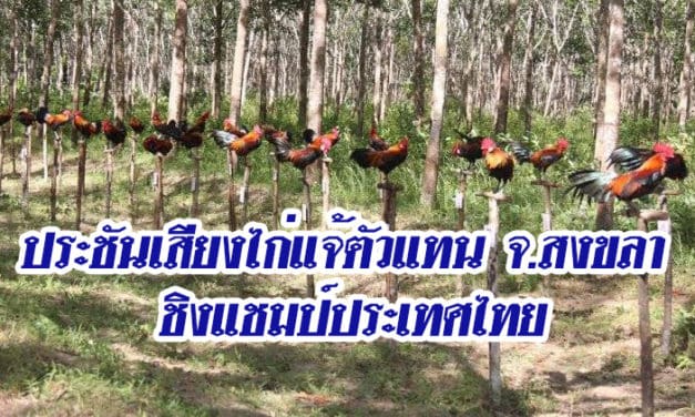 ประชันเสียงไก่แจ้ตัวแทน จ.สงขลา ชิงแชมป์ประเทศไทย