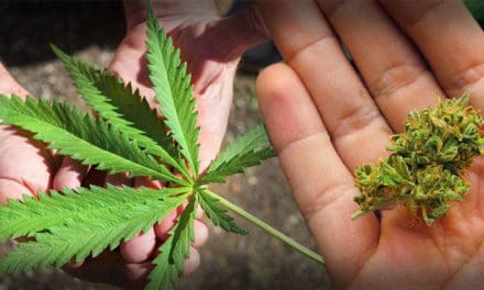 แผนธุรกิจใหม่! การยาสูบแห่งประเทศไทย เล็งขาย “กัญชา” แทนบุหรี่