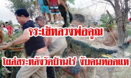 จระเข้หลวงพ่อคูณโผล่สระหลังวัดบ้านไร่ งับคนทอดแห