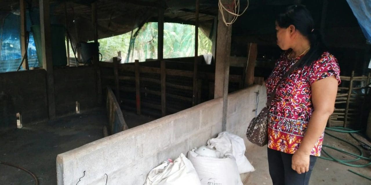 โคราช โผล่อีกราย มิจฉาชีพ หลอกซื้อหมู