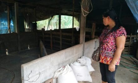 โคราช โผล่อีกราย มิจฉาชีพ หลอกซื้อหมู