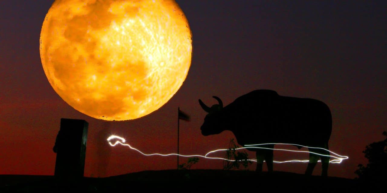 ชมกระทิง เย้ยจันทร์ ที่ คลองทราย เขาแผงม้า