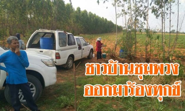 ชาวบ้านชุมพวง ออกมาร้องทุกข์ผ่านสื่อ  ผู้ใหญ่บ้านปลูกต้นยูคาลิปตัสริมถนน สร้างความเดือดร้อนสัญจรลำบาก