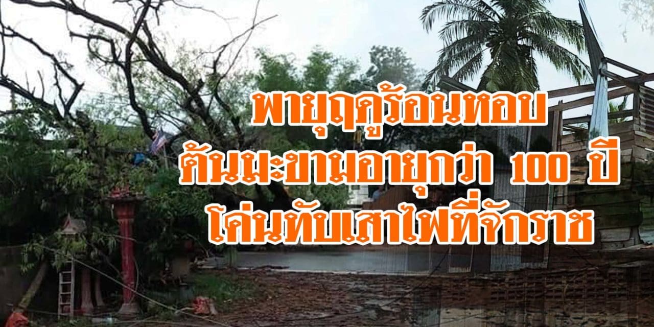 โคราช-แรงได้อีก! พายุฤดูร้อนหอบต้นมะขามอายุกว่า 100 ปีโค่นทับเสาไฟที่จักราช