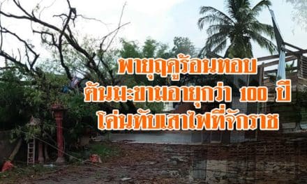โคราช-แรงได้อีก! พายุฤดูร้อนหอบต้นมะขามอายุกว่า 100 ปีโค่นทับเสาไฟที่จักราช