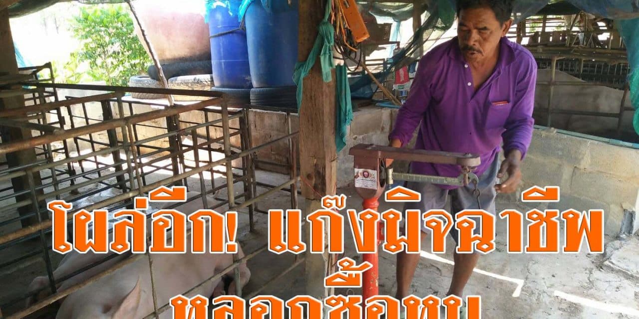โผล่อีก! แก๊งมิจฉาชีพมาหลอกขอซื้อหมู