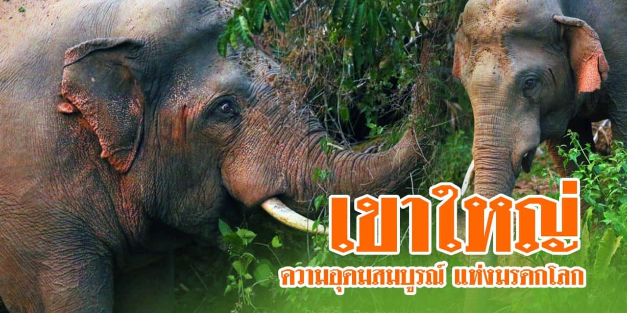 ใกล้ชิดธรรมชาติ ด้วยความอุดมสมบูรณ์ แห่งมรดกโลก ของเขาใหญ่