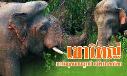 ใกล้ชิดธรรมชาติ ด้วยความอุดมสมบูรณ์ แห่งมรดกโลก ของเขาใหญ่