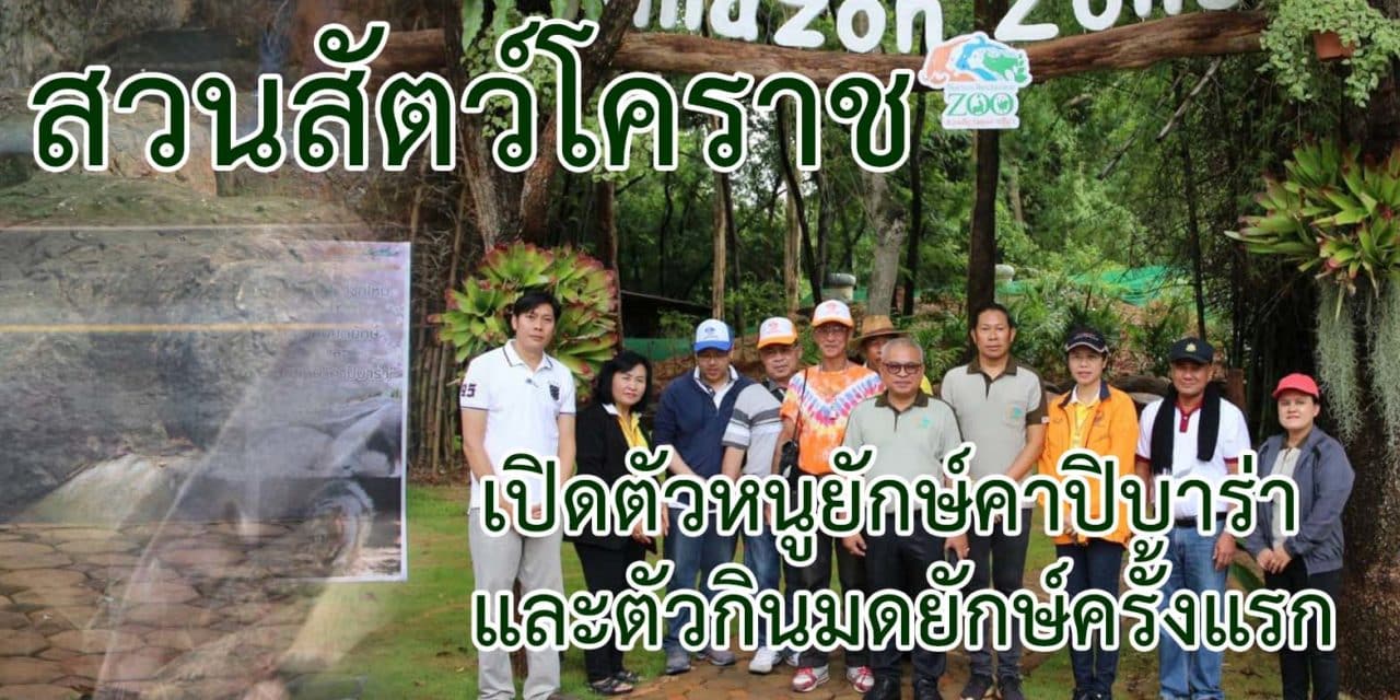 สวนสัตว์โคราช เปิดตัวหนูยักษ์คาปิบาร่า และตัวกินมดยักษ์ครั้งแรก