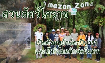 สวนสัตว์โคราช เปิดตัวหนูยักษ์คาปิบาร่า และตัวกินมดยักษ์ครั้งแรก