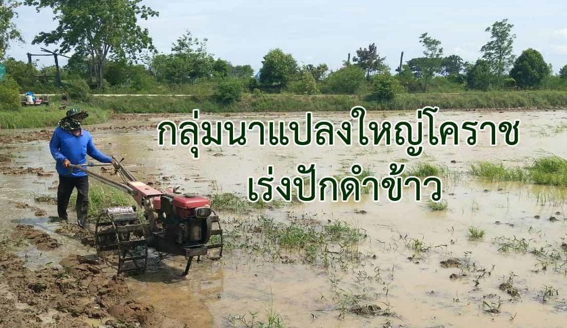 กลุ่มนาแปลงใหญ่โคราช เร่งปักดำข้าวคาดว่าราคาข้าวพุ่งสูงขึ้น