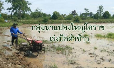 กลุ่มนาแปลงใหญ่โคราช เร่งปักดำข้าวคาดว่าราคาข้าวพุ่งสูงขึ้น