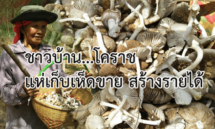 ฝนใหม่ เห็ดยูคาออกดอกสะพรั่งปีละครั้ง ชาวบ้านโคราชแห่เก็บขาย สร้างรายได้