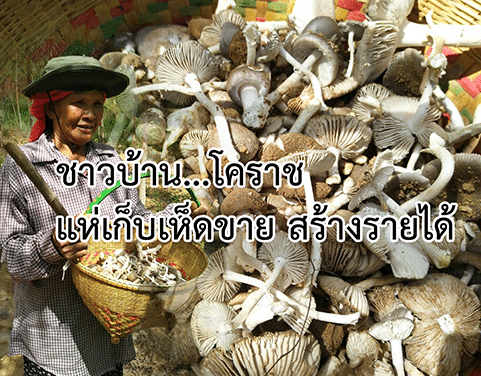 ฝนใหม่ เห็ดยูคาออกดอกสะพรั่งปีละครั้ง ชาวบ้านโคราชแห่เก็บขาย สร้างรายได้