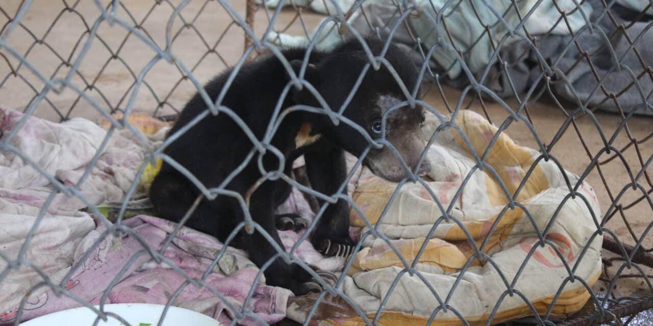 จนท.ทับลาน รับลูกหมีพลัดหลงแม่ ไปอนุบาลแล้ว