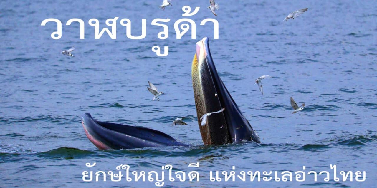 บินโดรน นั่งเรือชม วาฬบรูด้า