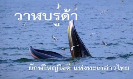 บินโดรน นั่งเรือชม วาฬบรูด้า