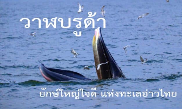 บินโดรน นั่งเรือชม วาฬบรูด้า