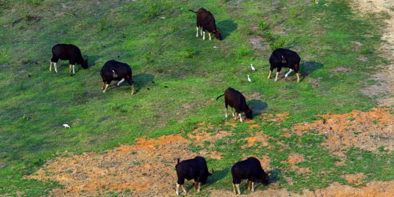 วังน้ำเขียวคึกคัก นักท่องเที่ยวแห่งส่องกระทิงป่า