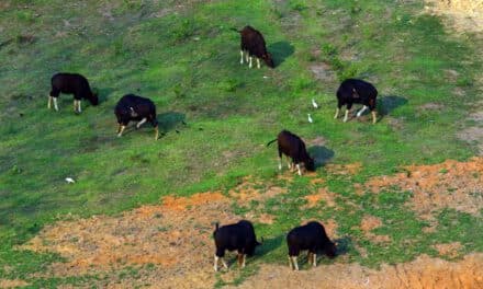 วังน้ำเขียวคึกคัก นักท่องเที่ยวแห่งส่องกระทิงป่า