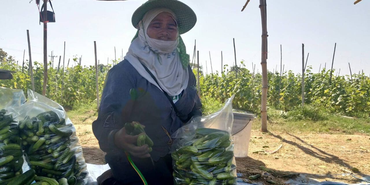 ชาวนาโคราชสู้ภัยแล้ง ปลูกแตงกวารายได้ดีกว่าทำนา