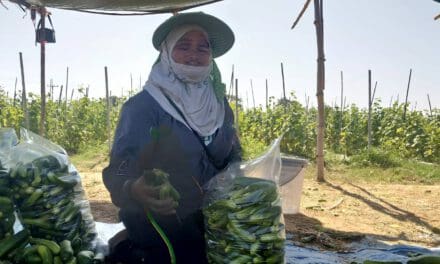 ชาวนาโคราชสู้ภัยแล้ง ปลูกแตงกวารายได้ดีกว่าทำนา