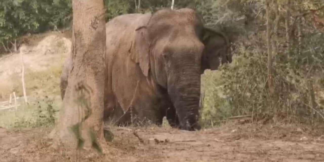 ช้างป่าทับลานบาดเจ็บ