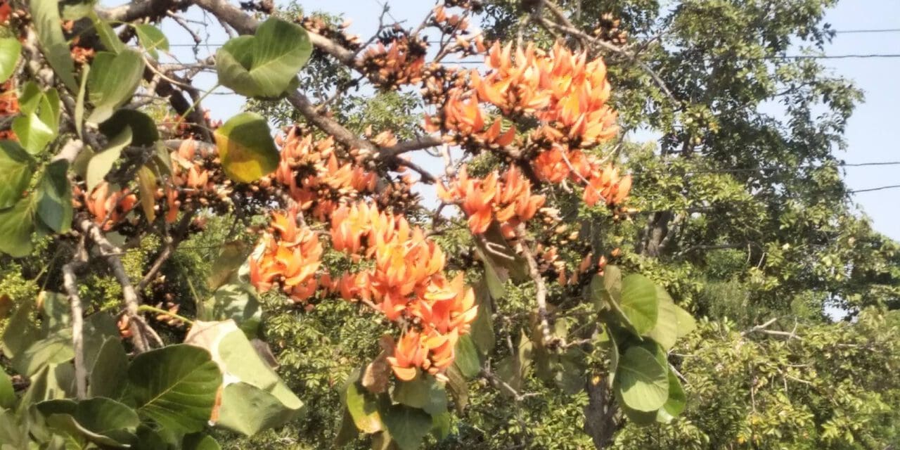 โคราช !!!ดอกจานบานสะพรั่ง รับหน้าแล้ง