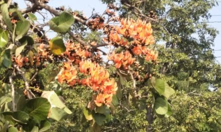 โคราช !!!ดอกจานบานสะพรั่ง รับหน้าแล้ง