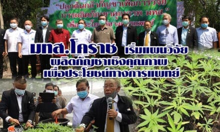 มทส.โคราช เริ่มแผนวิจัยผลิตกัญชาเชิงคุณภาพ เพื่อประโยชน์ทางการแพทย์ ย้ายต้นกล้าพันธุ์ฝอยทองภูผายลรุ่นแรกเข้าโรงเรือนระบบปิดตามมาตรฐานสากล