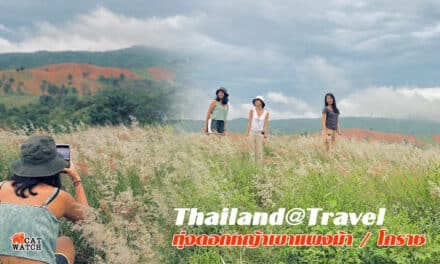 ทุ่งดอกหญ้าเขาแผงม้า แลนด์มาร์คแห่งที่ 2 วังน้ำเขียว โคราช