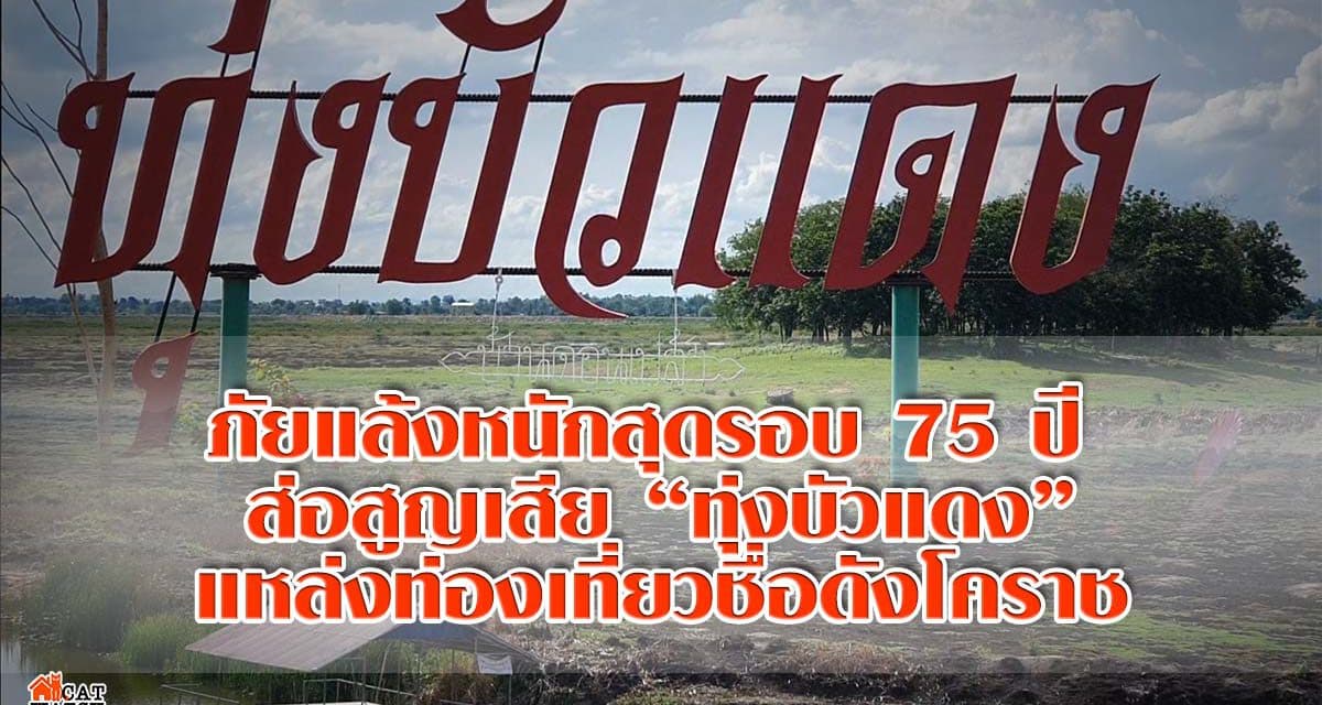 ภัยแล้งหนักสุดรอบ75ปี ส่อสูญเสียทุ่งบัวแดงแหล่งท่องเที่ยวชื่อดังโคราช